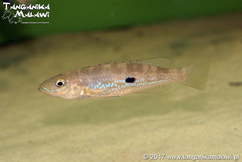 Lepidiolamprologus attenuatus